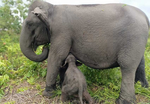 Kabar Gembira, Seekor Bayi Gajah Sumatera Betina Lahir di PLG Padang Pesugihan