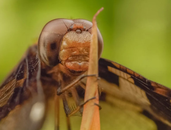 Foto Macro Serangga Ini Direkam dengan HP Kentang dan Lensa Rp100 Ribuan