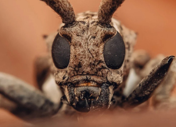 Foto Macro Serangga Ini Direkam dengan HP Kentang dan Lensa Rp100 Ribuan