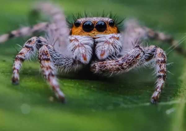 Foto Macro Serangga Ini Direkam dengan HP Kentang dan Lensa Rp100 Ribuan