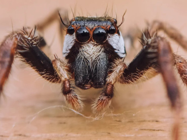 Foto Macro Serangga Ini Direkam dengan HP Kentang dan Lensa Rp100 Ribuan