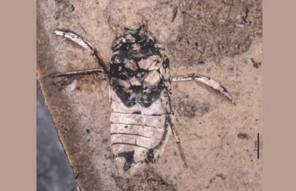 Terungkap, Ternyata Serangga Jurassic Melindungi Ribuan Telurnya di Kaki