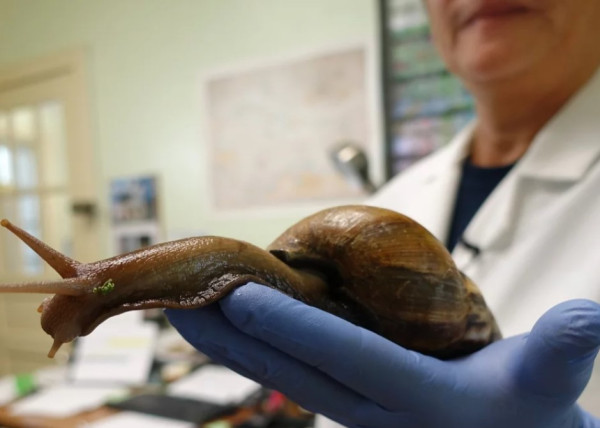 Hama Ribuan Siput Raksasa Afrika Gegerkan Warga Florida