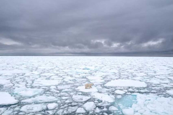 55.000 Paus Beluga Bermigrasi ke Teluk Hudson Kanada