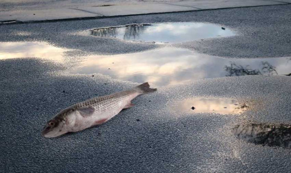Fenomena Aneh Hujan Ikan di India Setelah Monsun, Begini Penjelasannya