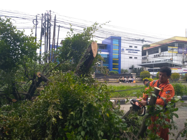 Diterjang Angin, Dua Pohon Besar di Kota Bogor Tumbang