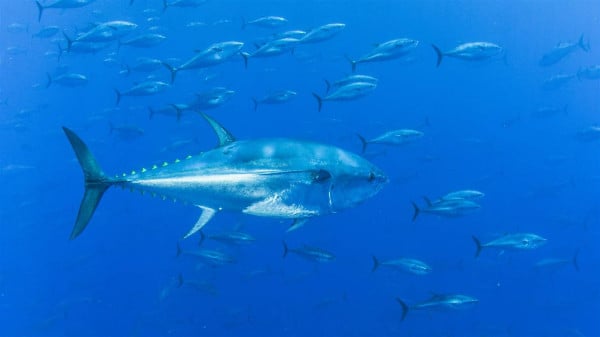 5 Ikan Tercepat di Dunia, Nomor 1 Tembus 100 Km Per Jam