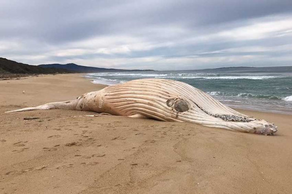 Paus Bungkuk Putih Langka Terdampar di Pantai Australia, Penyebab Kematiannya Misterius