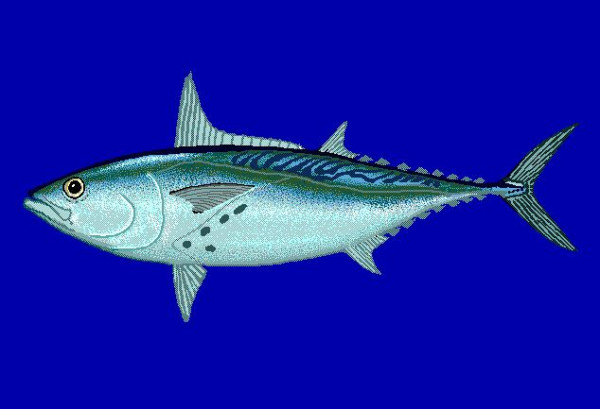 5 Ikan Tercepat di Dunia, Nomor 1 Tembus 100 Km Per Jam