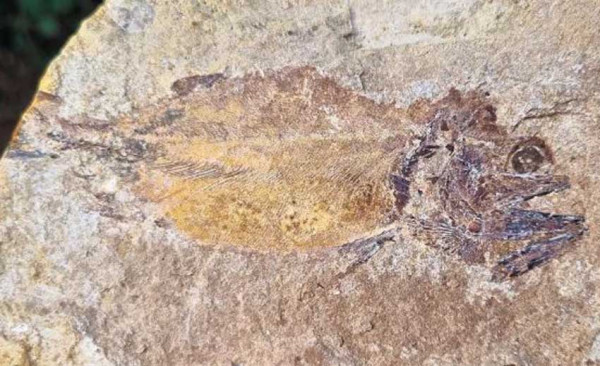 Penemuan Ratusan Fosil Ikan Jurassic di Inggris, Harta Karun Berusia 183 Juta