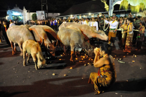 4 Tradisi 1 Muharram di Indonesia, Nomor 3 Ada Kirab Kebo Bule