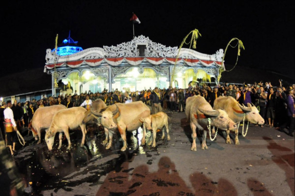 Kebo Bule Keraton Solo, Pengawal Pusaka Kyai Slamet yang Dikirab Tiap Malam 1 Suro