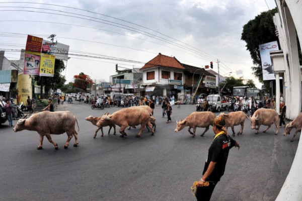 Kebo Bule Keraton Solo, Pengawal Pusaka Kyai Slamet yang Dikirab Tiap Malam 1 Suro