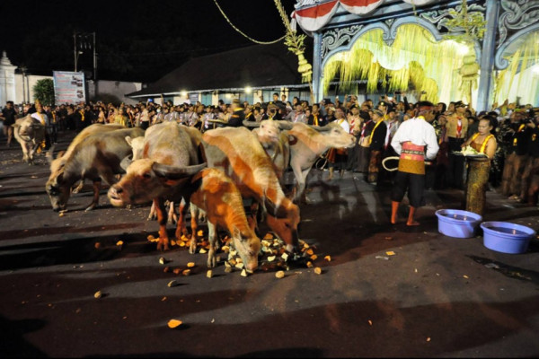 Kebo Bule Keraton Solo, Pengawal Pusaka Kyai Slamet yang Dikirab Tiap Malam 1 Suro