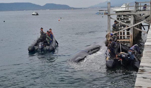 Gagal Dievakuasi ke Tengah Laut, Paus Sperma Mati di Pesisir Banyuwangi