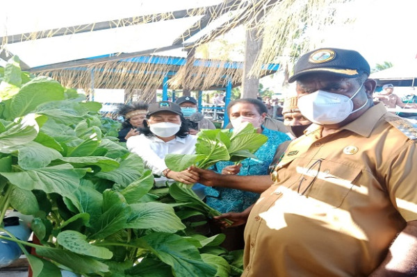 Kunker di Asmat, Menteri PPPA RI Panen Sayuran Hidroponik