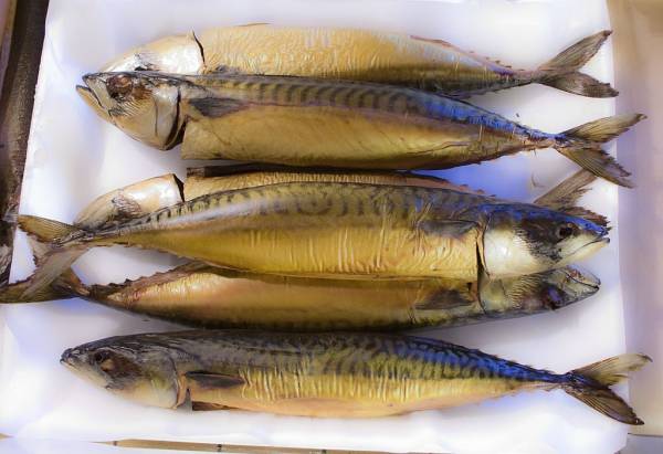 6 Ikan yang Bisa Menurunkan Kolesterol Jahat, Wajib Ada di Rumah