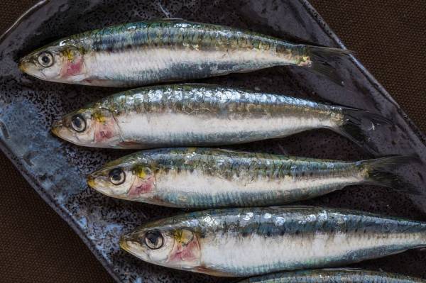 6 Ikan yang Bisa Menurunkan Kolesterol Jahat, Wajib Ada di Rumah