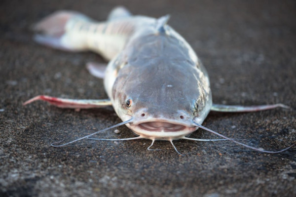 5 Ikan yang Mengandung Kolesterol Jahat, Jangan Dimakan Setiap Hari