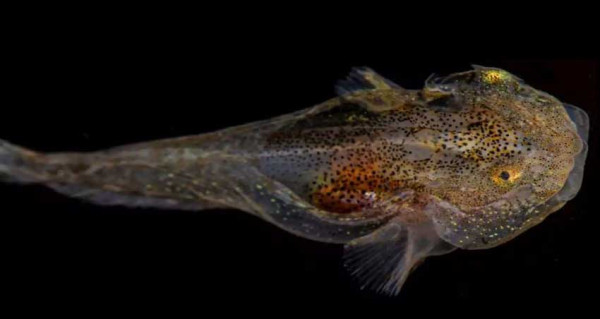 Ilmuwan Temukan Rahasia Ikan di Bawah Es Greenland Tetap Hidup Tidak Membeku