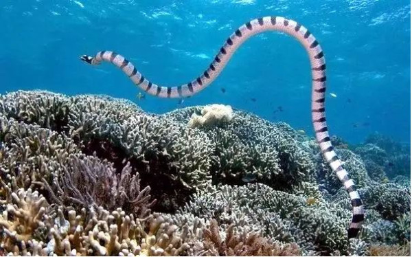 5 Ular Laut Paling Berbisa di Dunia, Nomor 1 Terdapat di Indonesia