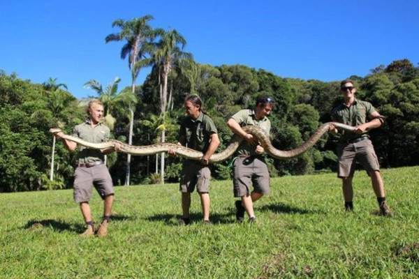 5 Ular Piton Terbesar di Dunia, Nomor 4 Beratnya Sampai 250 Kilogram