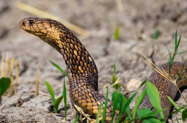 4 Ular Kobra Paling Berbisa, Nomor 2 Sangat Mematikan