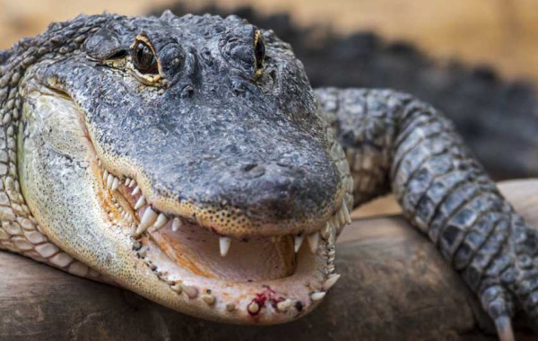 Aksi Kanibalisme Terekam Kamera, Aligator Menyantap Buaya