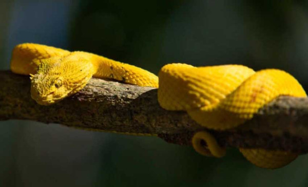 5 Ular Berkulit Cantik tapi Berbahaya, Nomor 4 Keganasan Racunnya Melegenda