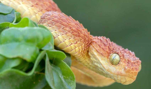 5 Ular Berkulit Cantik tapi Berbahaya, Nomor 4 Keganasan Racunnya Melegenda