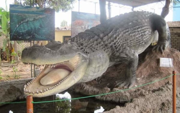 5 Buaya Purba Terpanjang yang Pernah Meneror Dunia