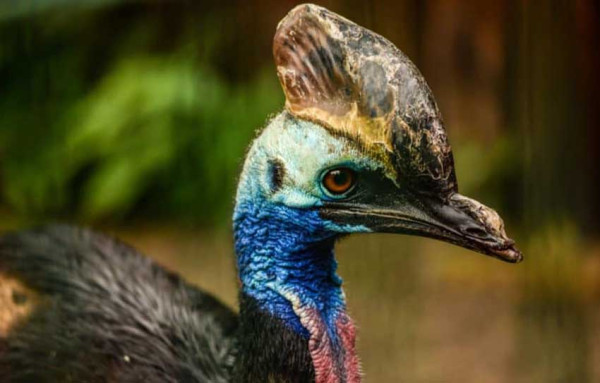 5 Burung yang Tidak Bisa Terbang, Nomor 3 Ada di Indonesia