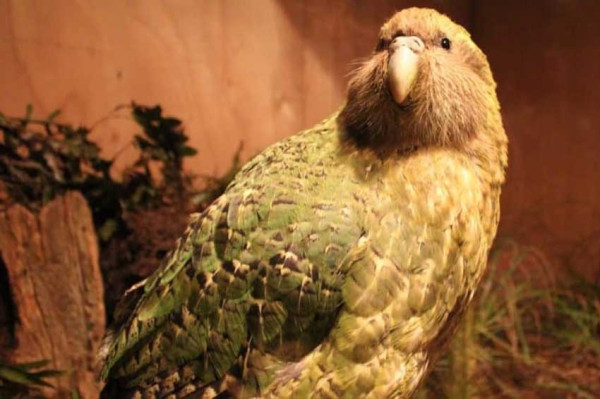 5 Burung yang Tidak Bisa Terbang, Nomor 3 Ada di Indonesia