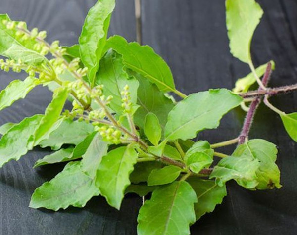 4 Tanaman Herbal untuk Imunitas Tubuh yang Jarang Diketahui, Nomor 3 Tak Disangka Banyak Manfaatnya