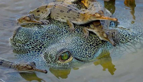 Gharial Spesies Buaya Paling Unik yang Terancam Punah, Punya Peran Penting di Alam Liar
