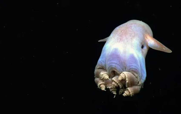 Penampakan Seperti Hantu Casper, Spesies Gurita Baru Ini Masih Misterius