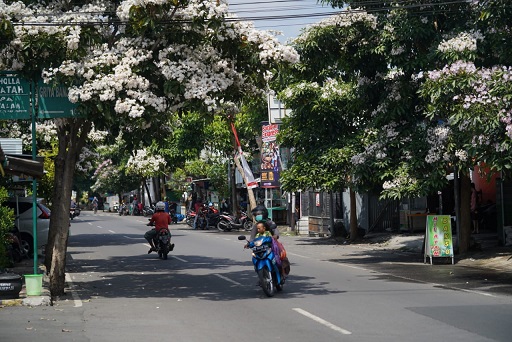 Bunga Tabebuya Kembali Mekar, Bikin Kota Madiun Kian Menawan