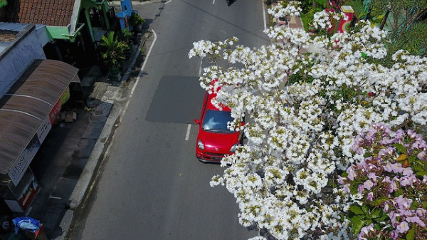 Bunga Tabebuya Kembali Mekar, Bikin Kota Madiun Kian Menawan