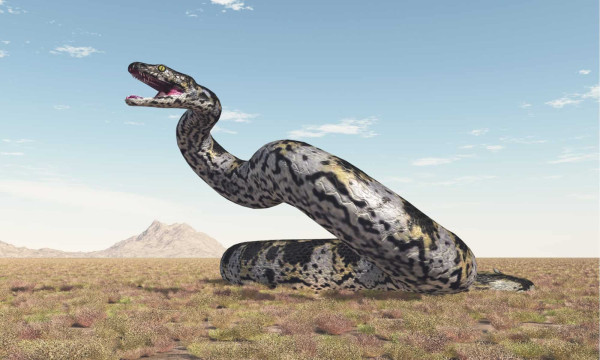 Ciri Fisik dan Ukuran Ular Monster Titanoboa yang Sudah Punah