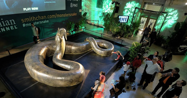 Ciri Fisik dan Ukuran Ular Monster Titanoboa yang Sudah Punah