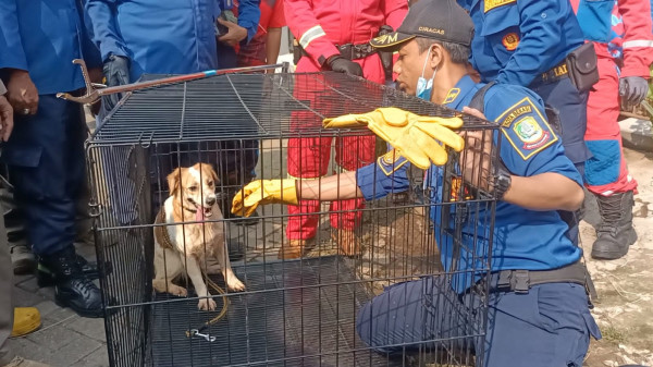 Sadis! 15 Ekor Anjing Dikurung 3 Bulan oleh Pemiliknya di Perumahan Taman Kota Bekasi Timur