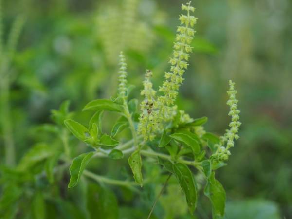 5 Daun Obat Kolesterol yang Ampuh, Mudah Ditemukan