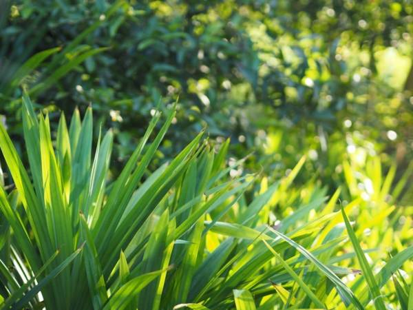 5 Daun Obat Kolesterol yang Ampuh, Mudah Ditemukan