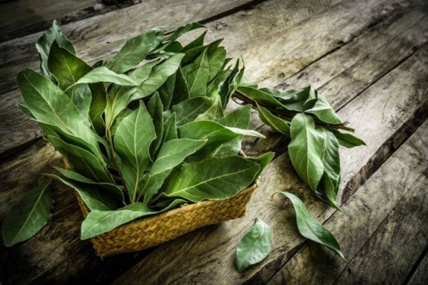 5 Daun Obat Kolesterol yang Ampuh, Mudah Ditemukan