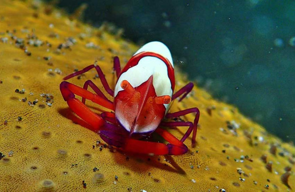 7 Satwa Eksotis Pesisir Pantai Indonesia, Makin Langka Akibat Perubahan Lingkungan