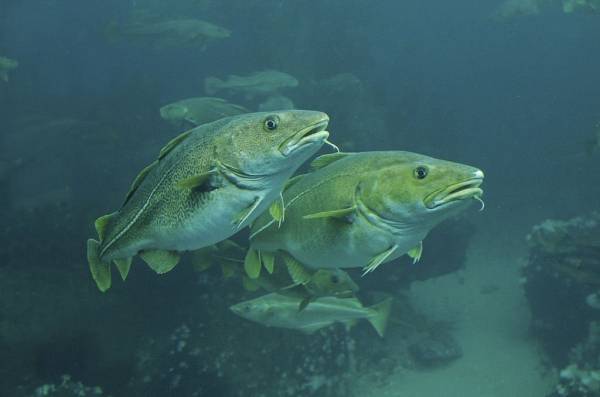 5 Ikan Pantangan Bagi Penderita Kolesterol, Jangan Dilanggar