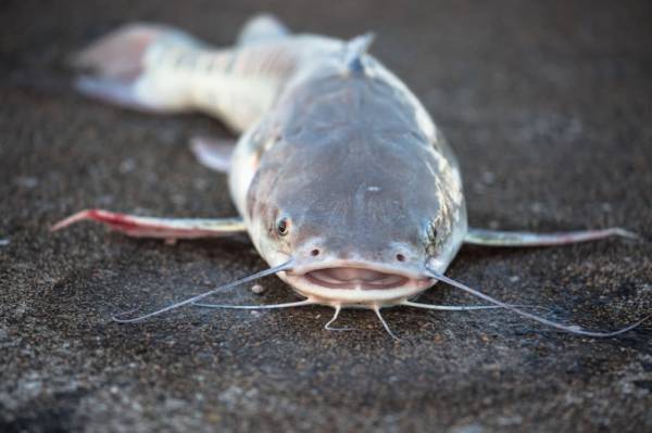 5 Ikan Pantangan Bagi Penderita Kolesterol, Jangan Dilanggar