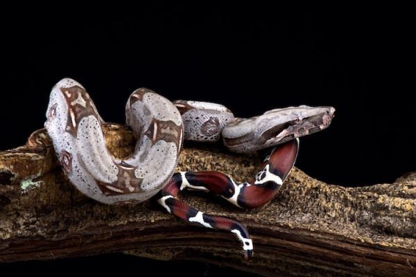 4 Jenis Ular Boa Constrictor, Tak Punya Taring dan Sering Dipelihara