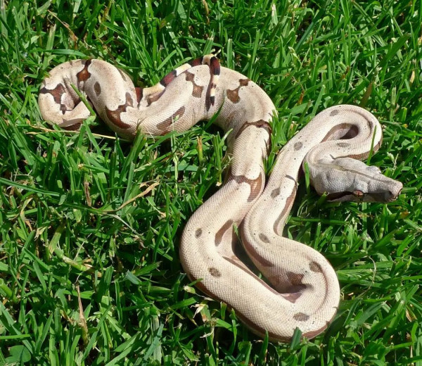 4 Jenis Ular Boa Constrictor, Tak Punya Taring dan Sering Dipelihara