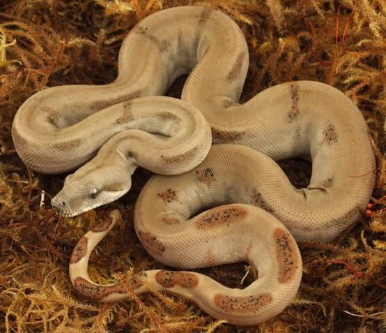 4 Jenis Ular Boa Constrictor, Tak Punya Taring dan Sering Dipelihara